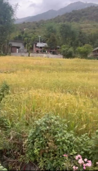  Residential Plot for Sale in Gharoh, Dharamsala