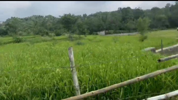  Residential Plot for Sale in Ghuggar, Palampur