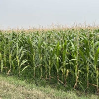  Agricultural Land for Sale in New Chandigarh, 