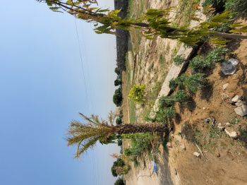  Agricultural Land for Sale in Ramgarh, Alwar