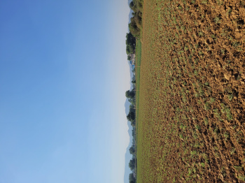  Agricultural Land for Sale in Thanagazi, Alwar