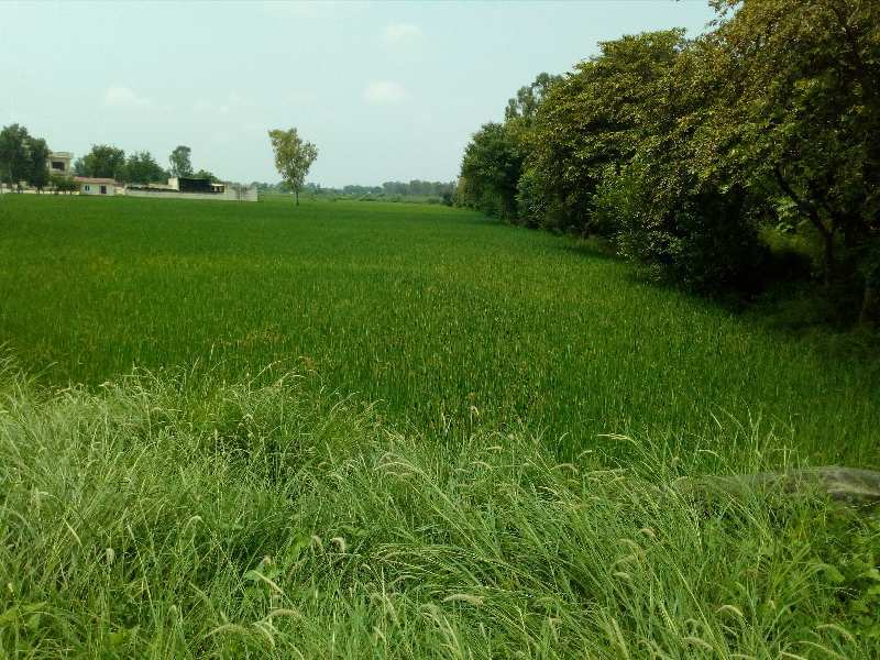 Agricultural Land 10 Acre for Sale in GT Road, Phagwara