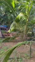  Residential Plot for Sale in Thengampudur, Kanyakumari