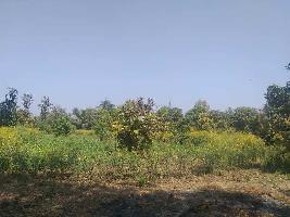  Agricultural Land for Sale in Bhilad, Vapi