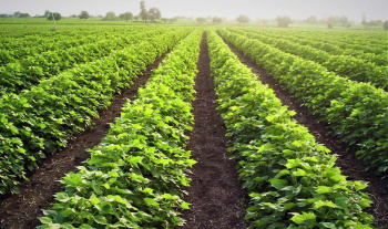  Agricultural Land for Sale in Chopda, Jalgaon