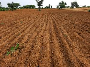  Agricultural Land for Sale in Bhachau, Kutch