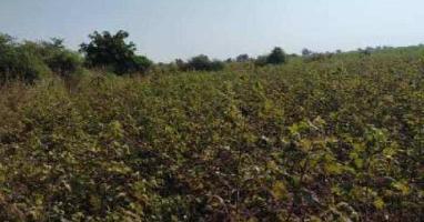  Agricultural Land for Sale in Umred, Nagpur
