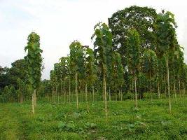  Agricultural Land for Sale in Safedabad, Lucknow