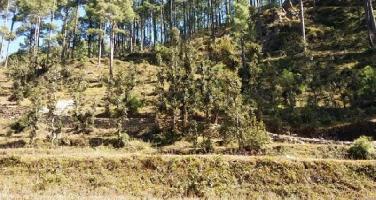  Commercial Land for Sale in Sarna Padampuri, Nainital