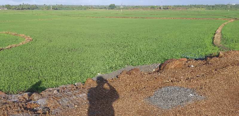 Agricultural Land 72 Cent for Sale in Suchindram, Kanyakumari