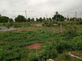  Agricultural Land for Sale in Peddapuram, East Godavari