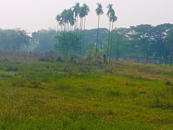 Agricultural Land for Sale in Amtala, Kolkata