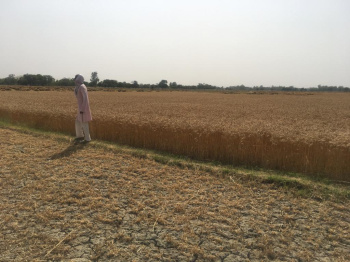  Agricultural Land for Sale in Safipur, Unnao
