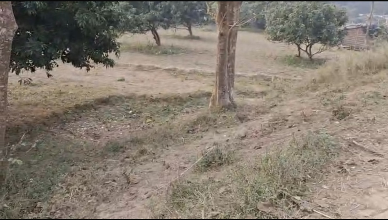  1 Bigha Agricultural/Farm Land for Sale in Raxaul Bazar, Champaran