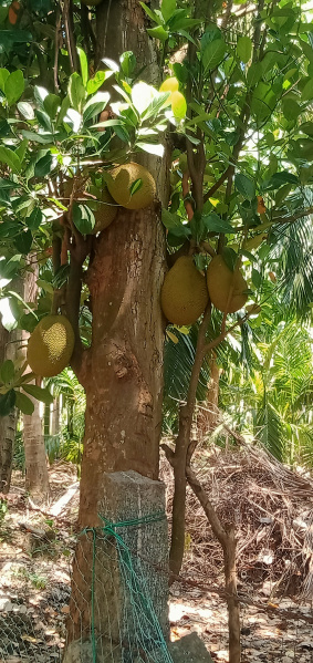  Agricultural Land 6 Acre for Sale in Annur, Coimbatore