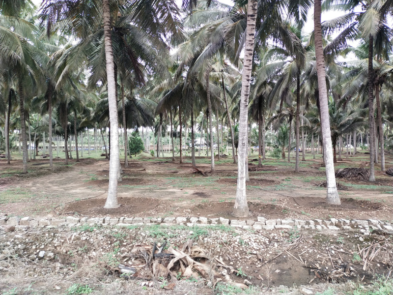  Agricultural Land 1 Acre for Sale in Kinathukadavu, Coimbatore