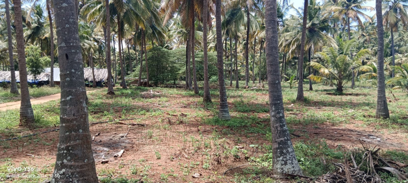 1 BHK Farm House 80 Cent for Sale in Pollachi, Coimbatore