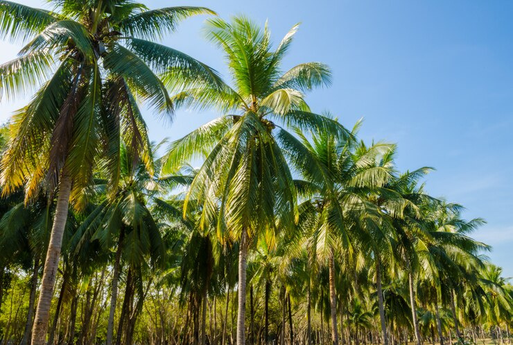  Agricultural Land 9 Acre for Sale in Thondamuthur, Coimbatore