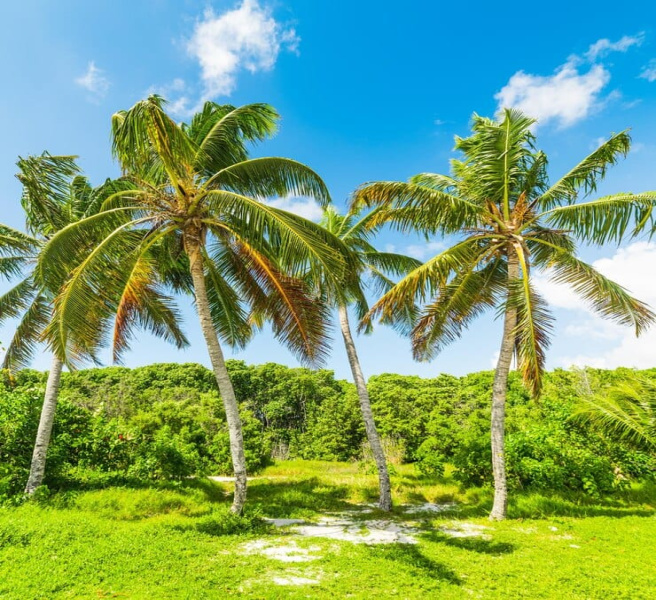  Agricultural Land 7 Acre for Sale in Thondamuthur, Coimbatore