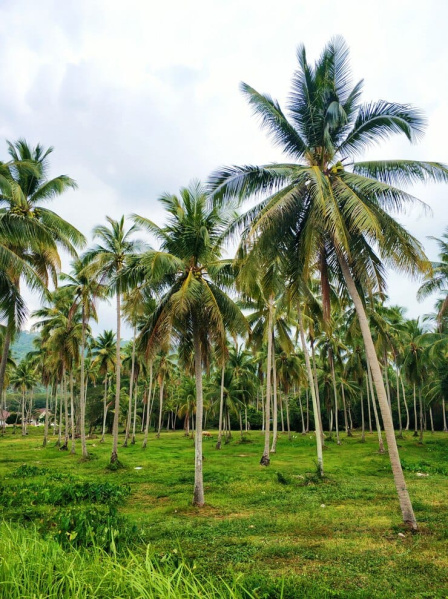  Agricultural Land 7 Acre for Sale in Thondamuthur, Coimbatore