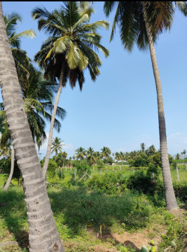  1 Acre Agricultural/Farm Land for Sale in Puliampatti, Coimbatore