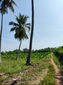  1 Acre Agricultural/Farm Land for Sale in Puliampatti, Coimbatore