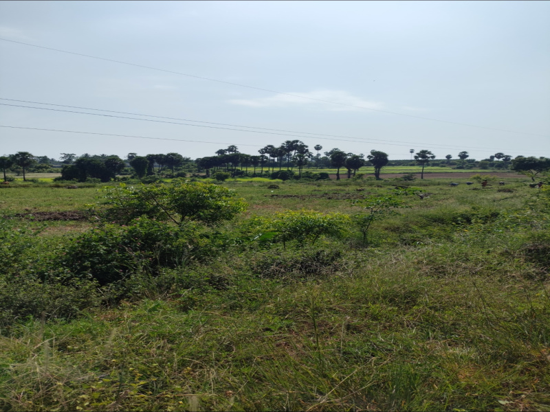  3 Acre Agricultural/Farm Land for Sale in Puliampatti, Coimbatore