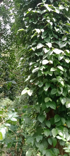  165 Acre Agricultural/Farm Land for Sale in Kodaikanal, Dindigul