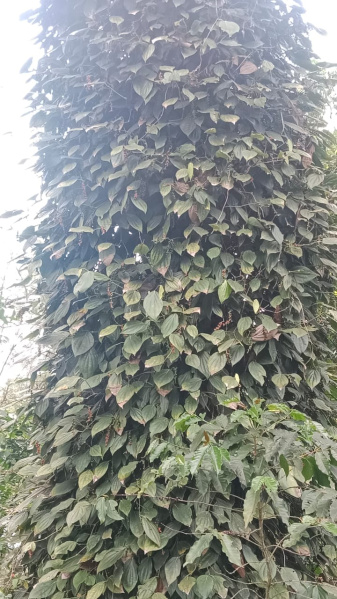  165 Acre Agricultural/Farm Land for Sale in Kodaikanal, Dindigul