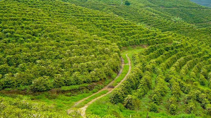  12 Acre Agricultural/Farm Land for Sale in Udhagamandalam, Nilgiris