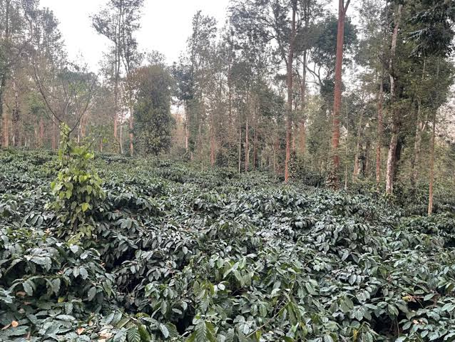  12 Acre Agricultural/Farm Land for Sale in Udhagamandalam, Nilgiris