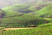  Agricultural Land for Sale in Udhagamandalam, Nilgiris