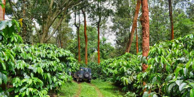  22 Acre Agricultural/Farm Land for Sale in Kotagiri, Nilgiris