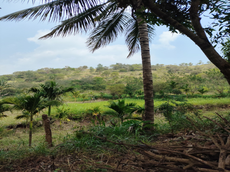  4 Acre Agricultural/Farm Land for Sale in Karunia, Coimbatore