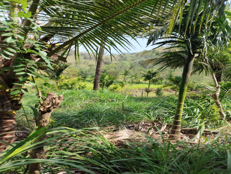  4 Acre Agricultural/Farm Land for Sale in Alandurai, Coimbatore