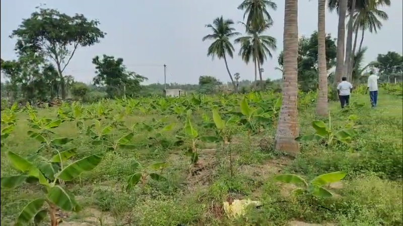  4 Acre Agricultural/Farm Land for Sale in Madampatti, Coimbatore