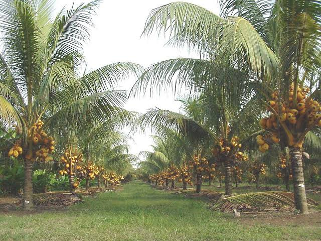  4 Acre Agricultural/Farm Land for Sale in Madampatti, Coimbatore