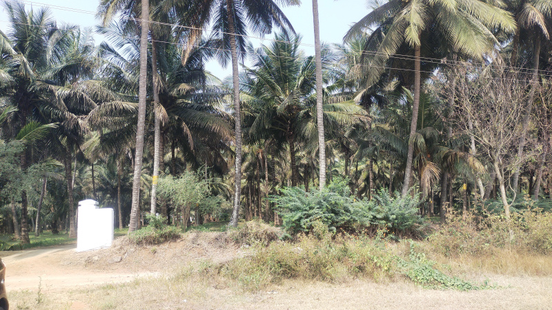  3 Acre Agricultural/Farm Land for Sale in Pollachi, Coimbatore