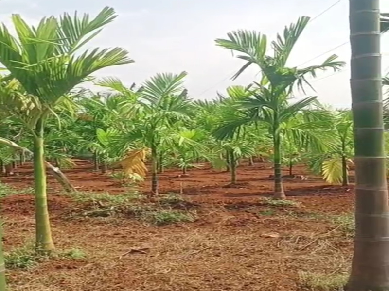  6 Acre Agricultural/Farm Land for Sale in Thalavadi, Erode