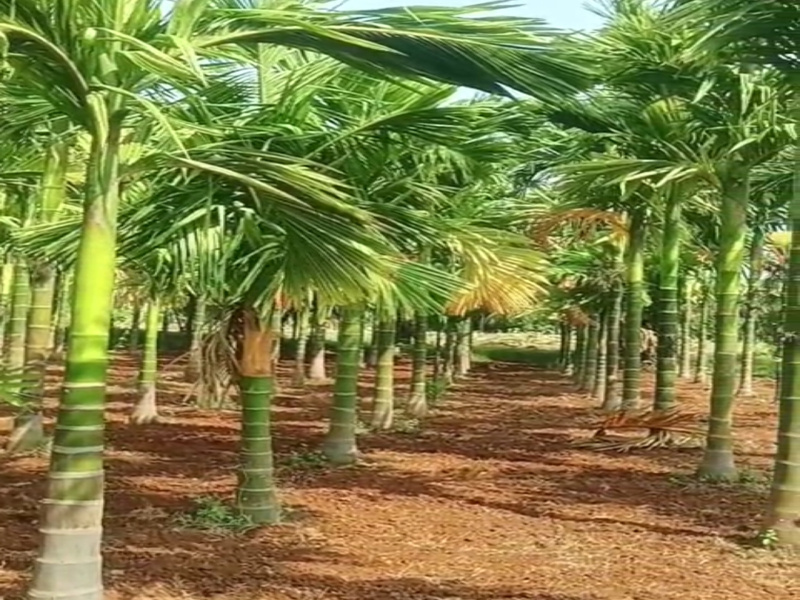  6 Acre Agricultural/Farm Land for Sale in Thalavadi, Erode