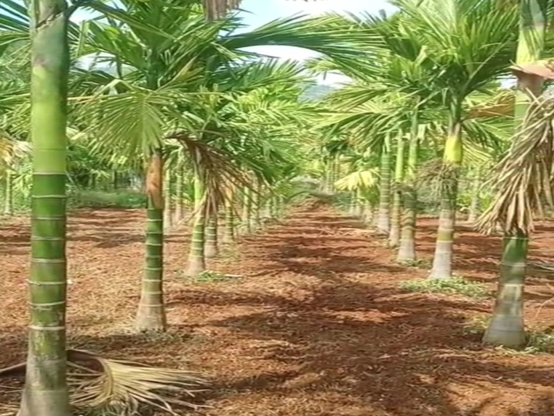  6 Acre Agricultural/Farm Land for Sale in Thalavadi, Erode