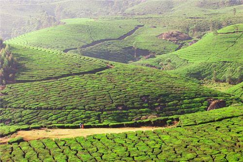  535 Acre Agricultural/Farm Land for Sale in Avalanche Road, Ooty