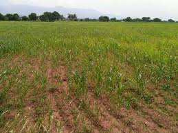 Agricultural Land 3 Acre for Sale in Sriperumbudur, Kanchipuram