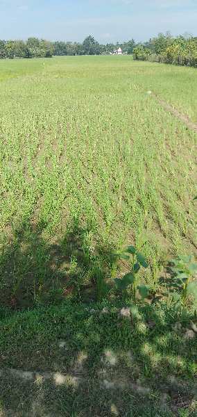 Agricultural Land 5000 Bigha for Sale in