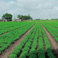  Agricultural Land for Sale in Paddhari, Rajkot