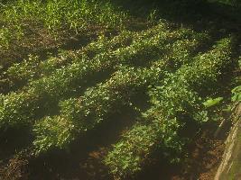  Agricultural Land for Sale in Binika, Subarnapur