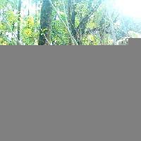  Residential Plot for Sale in Kunnamkulam, Thrissur