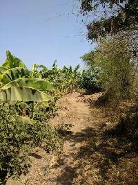  Agricultural Land for Sale in Palej, Bharuch