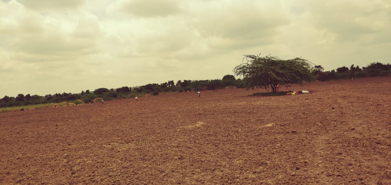  Agricultural Land 15 Acre for Sale in Narsapur, Medak