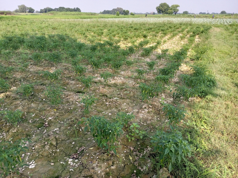  8 Bigha Agricultural/Farm Land for Sale in Rura, Kanpur Dehat